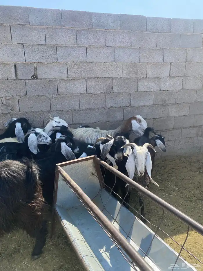 معزا للبيع 1