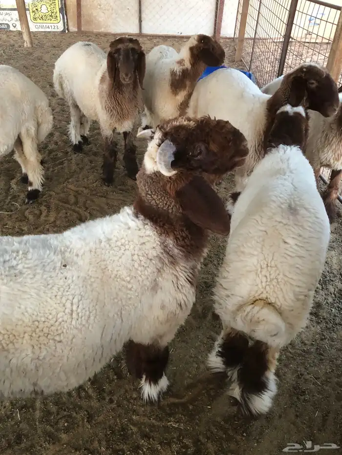 فحل نعيم صنف 7