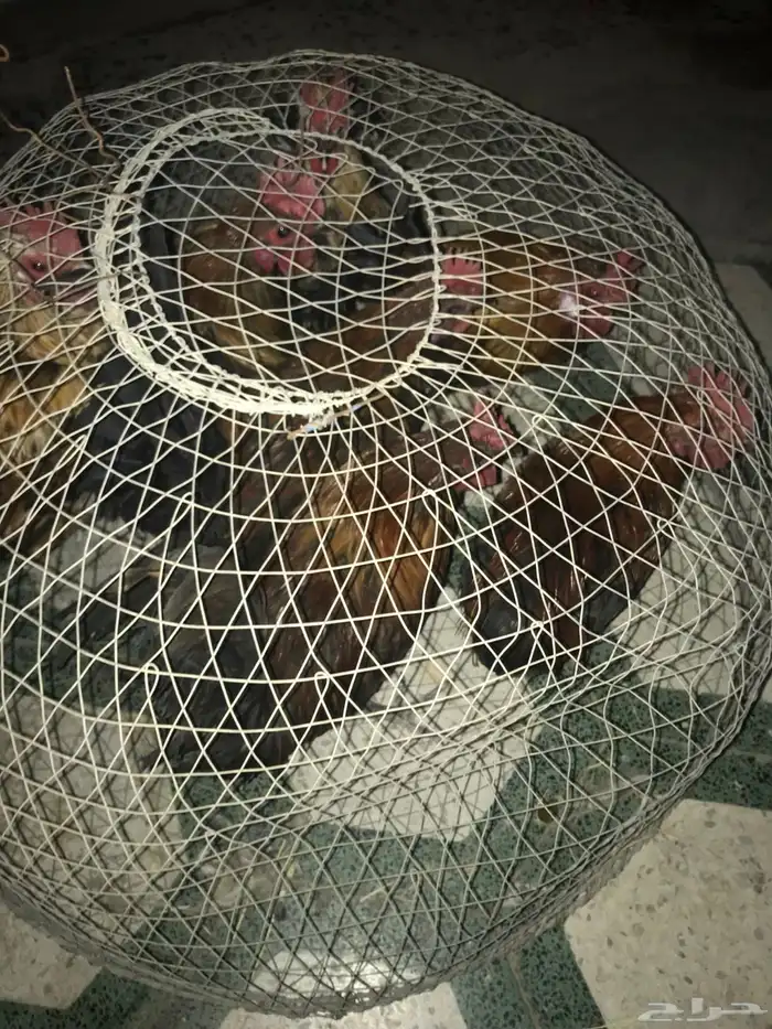 دياكه بلدي العددد 7 2