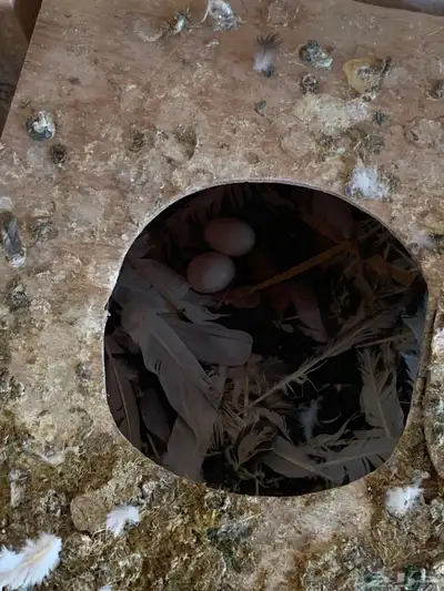 طيور للبيع index