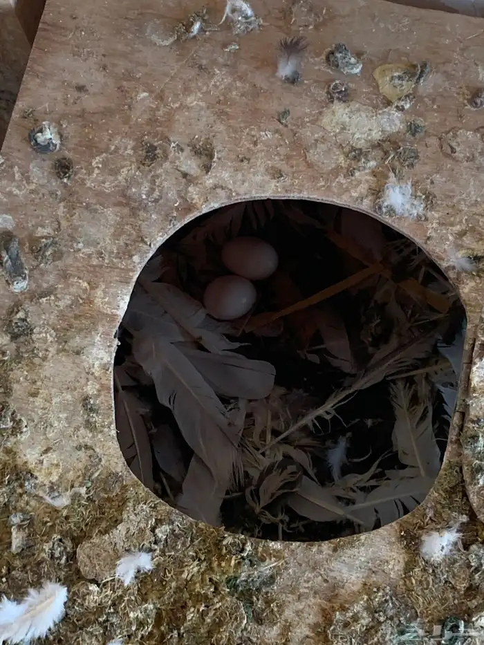 طيور للبيع 3