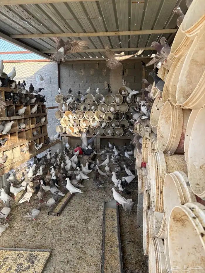 حمام فرنسي ابيض وسلفر احجام ضخمة 0