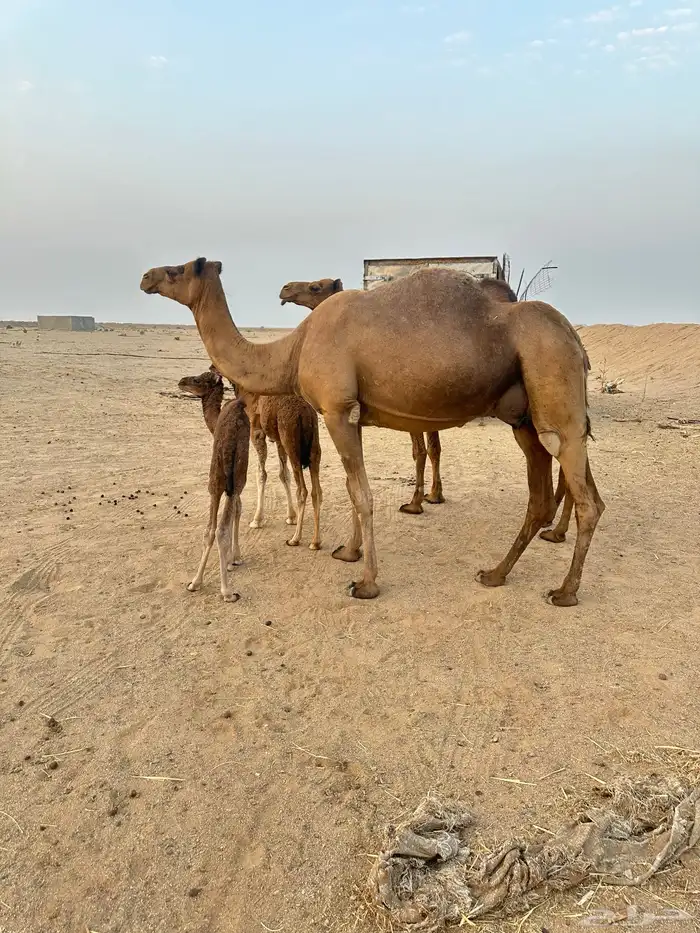 خلفات سواحل مصاغير ( تم البيع ) 0