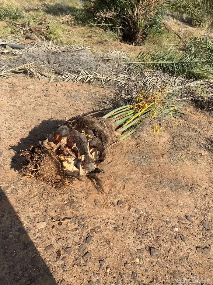 يوجد لدينا نخل نخل البيع طلع عفيف و الخرمه تربه 3