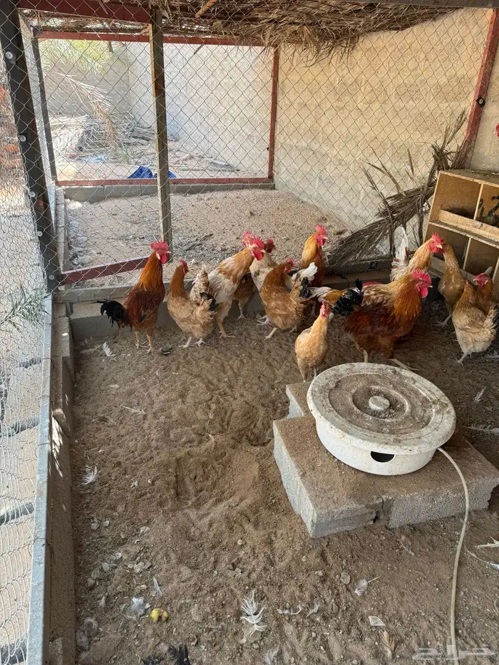 دجاج براهما وتركي 1