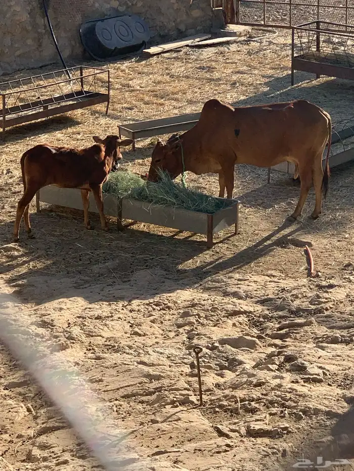 بقرتين منتجه ودافع في 4 اشهر ام ثاني 5