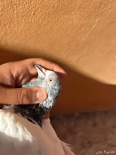 حمام باكستاني index