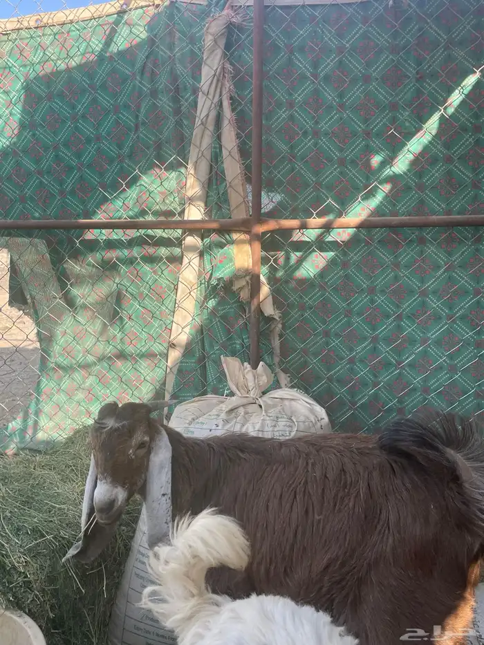 تيوس أرضية ثلاث 2