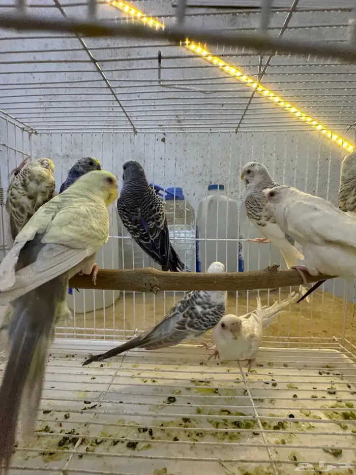 أزواج بادجي فالو 6