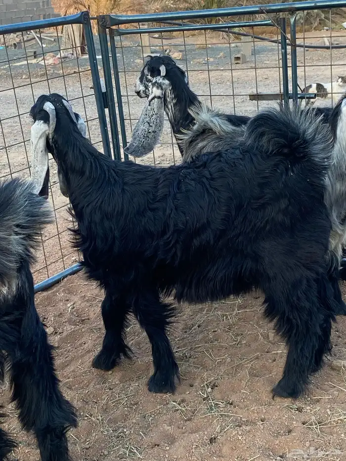 معزا عوارض صنف جفار(تم البيع) 19