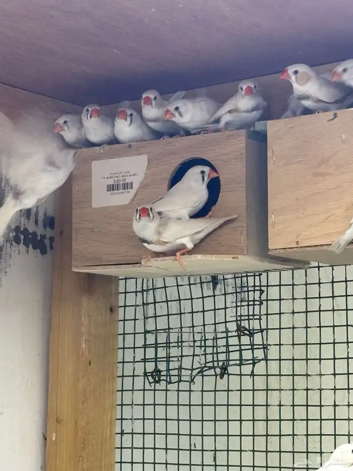 للبيع 10 ازواج زيبرا الالوان واضحه في الفيديو والصور 3