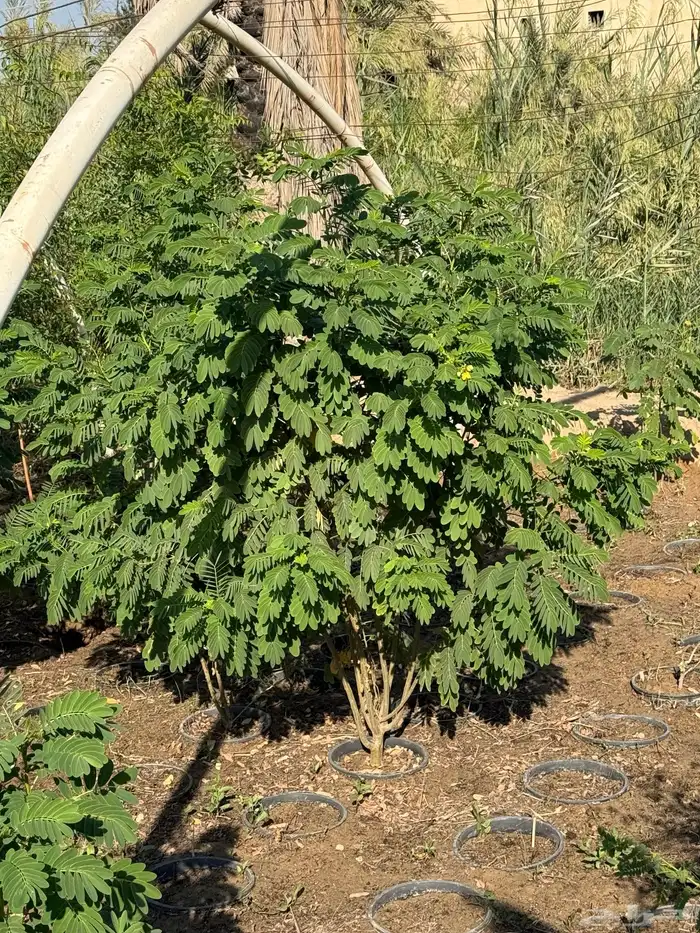 للبيع أشجار زراعية بالجملة 5