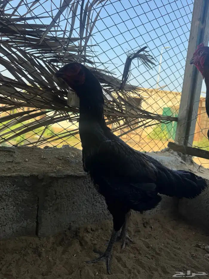 دجاجه شامو الماني اصل فاخر 1