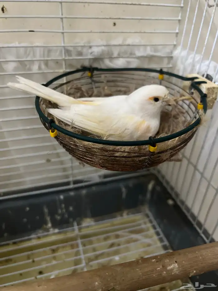 انثى كناري موزاييك احمر جاهزة(تم البيع) 0