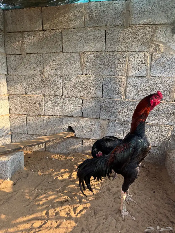 دجاجه شامو الماني اصل فاخر 14