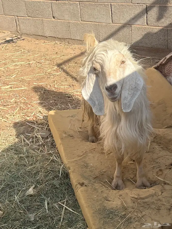 عنز تامه مع التيس حليب 0