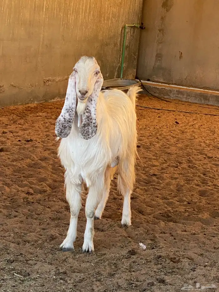 تيوس صنف هولندي 2