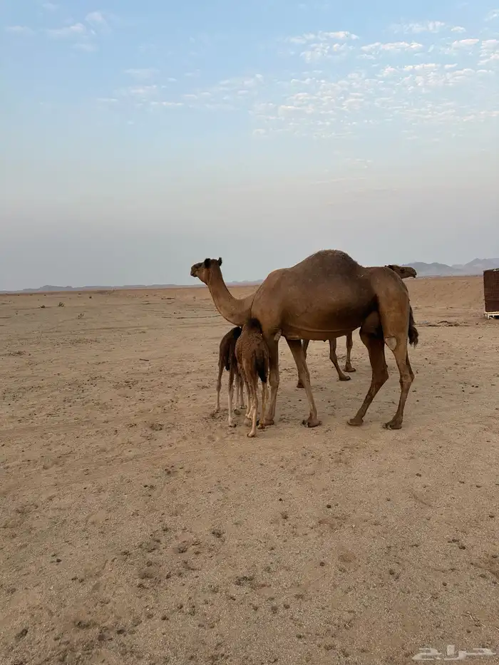 خلفات سواحل مصاغير ( تم البيع ) 5