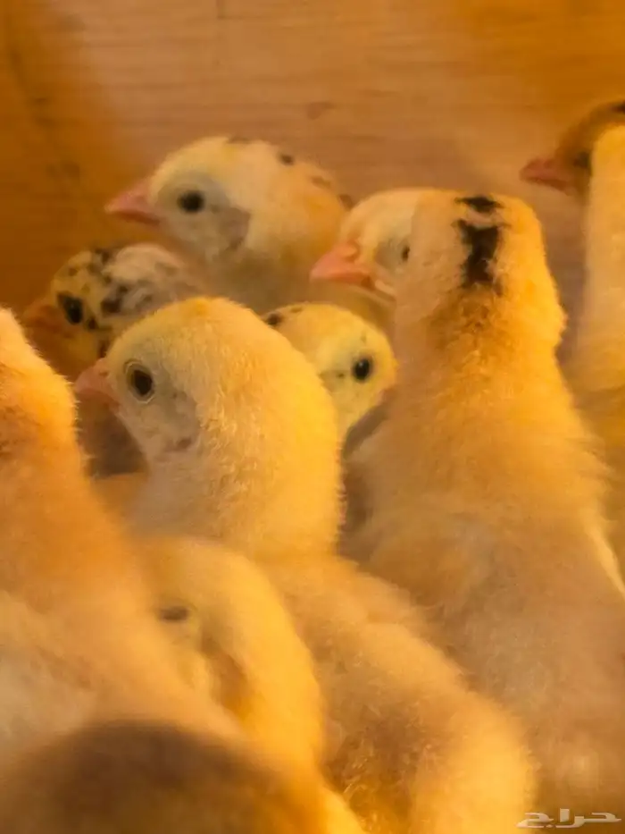 صوص بلدي امهاته جاملو الوان فواتح 2