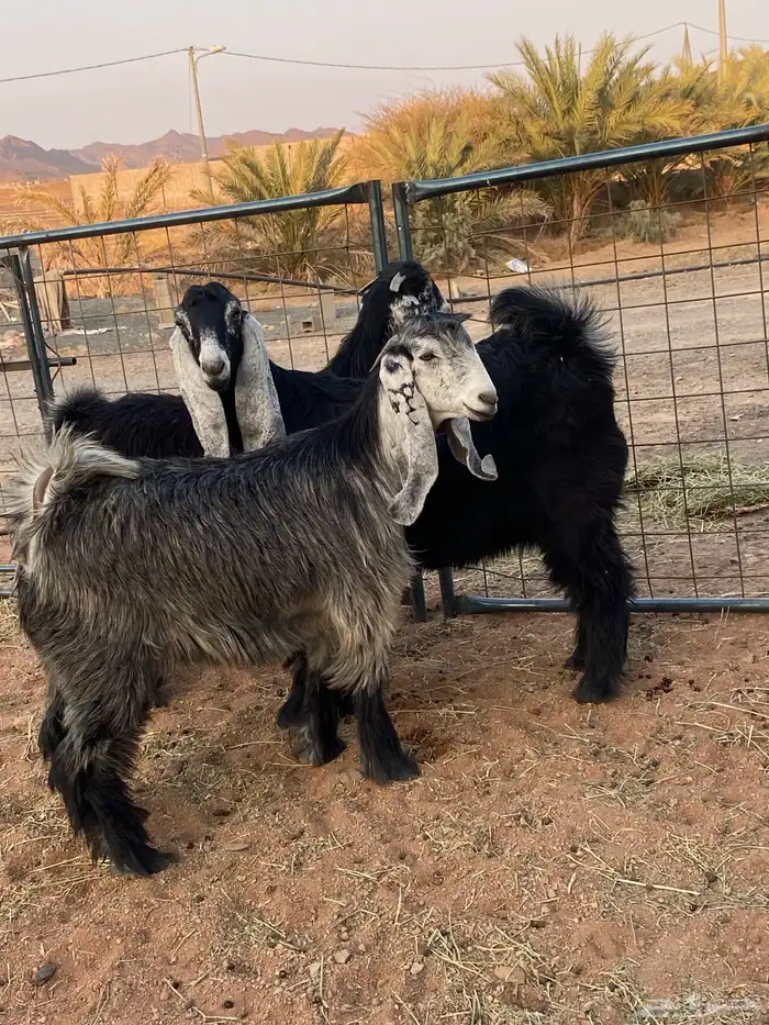 معزا عوارض صنف جفار(تم البيع) 13