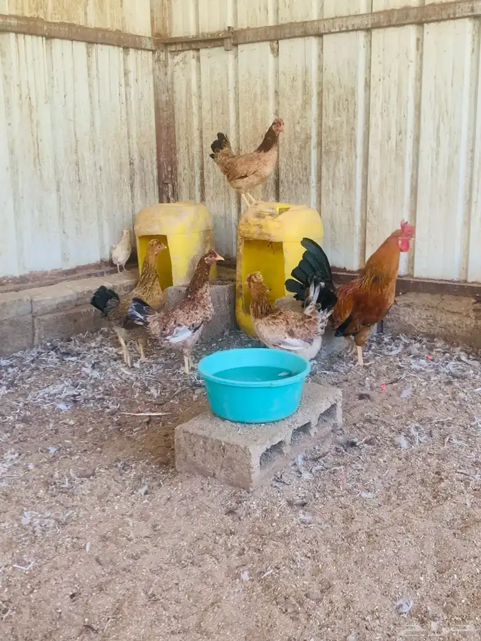 ديك واربع دجاج افرق مقبع 1