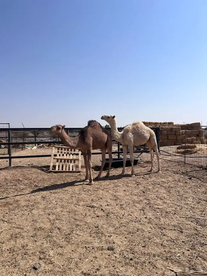 السلام عليكم اعرض لكم قعدان 2 فاخره التواصل 3