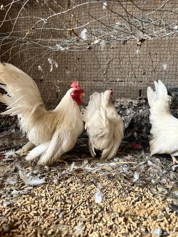 طقم دجاج جبنيز اللون ابيض 5