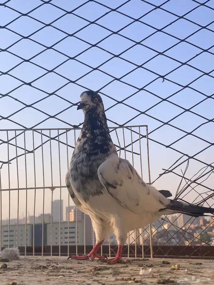 حمام للبيع باكستاني 6