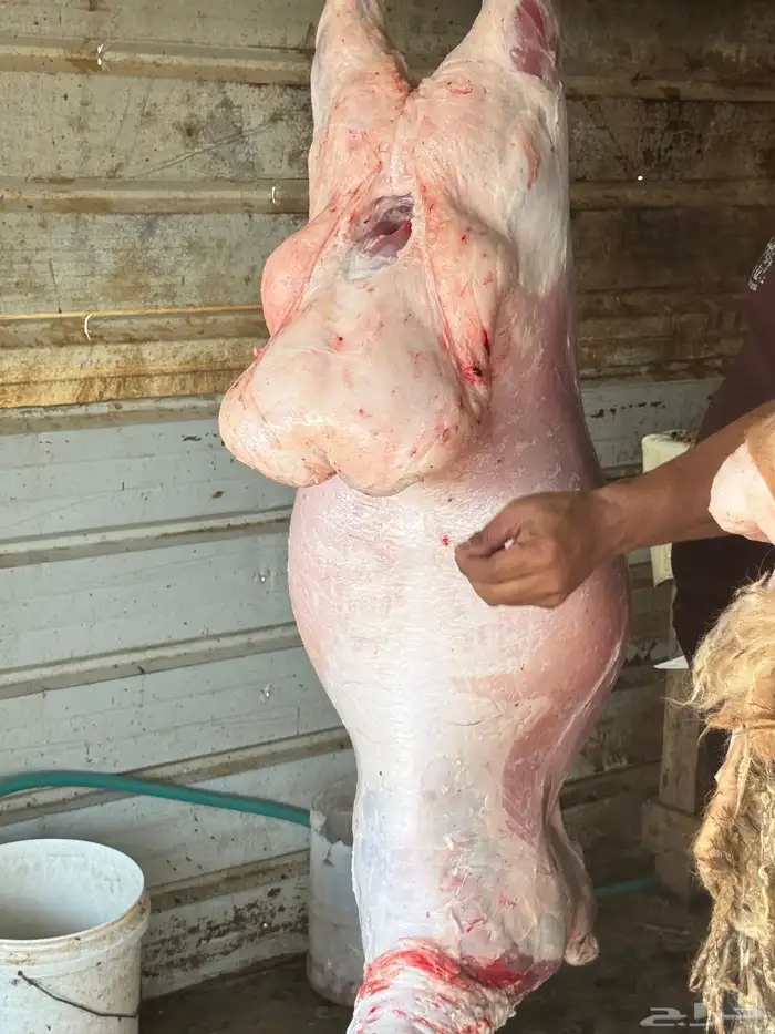 نعيمي جبر. وتمايم 2