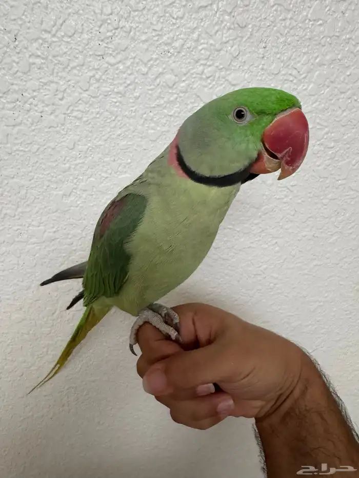 ذكر درة نيبالي 1