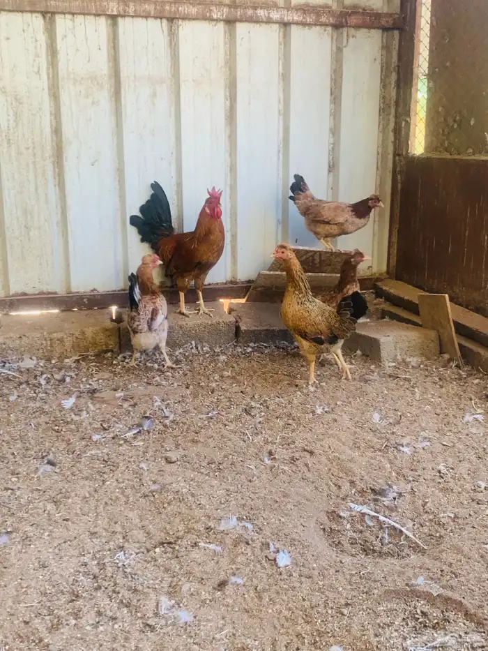 ديك واربع دجاج افرق مقبع 9