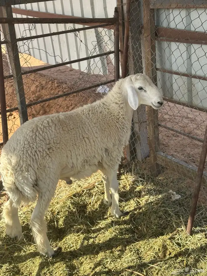 للبيع طلي حري اظهره فل شحم صبه 0