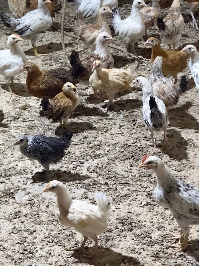 دجاج بلدي فواتح الموقع الرس السحقان 1