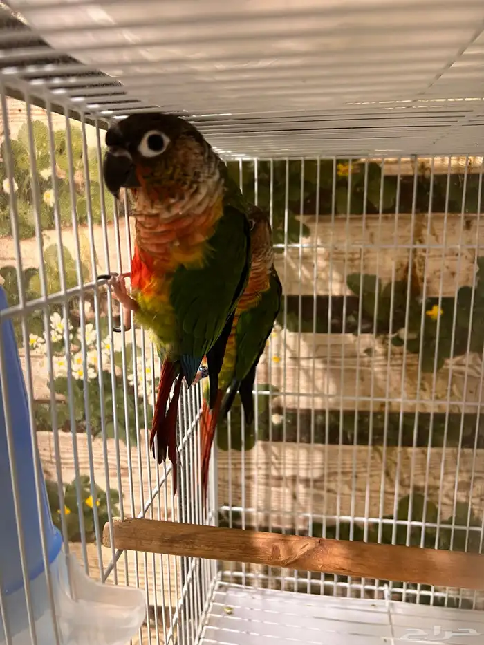 ازواج كنيور يلوسايد 0