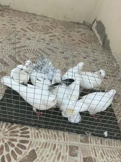 الحمام للبيع index