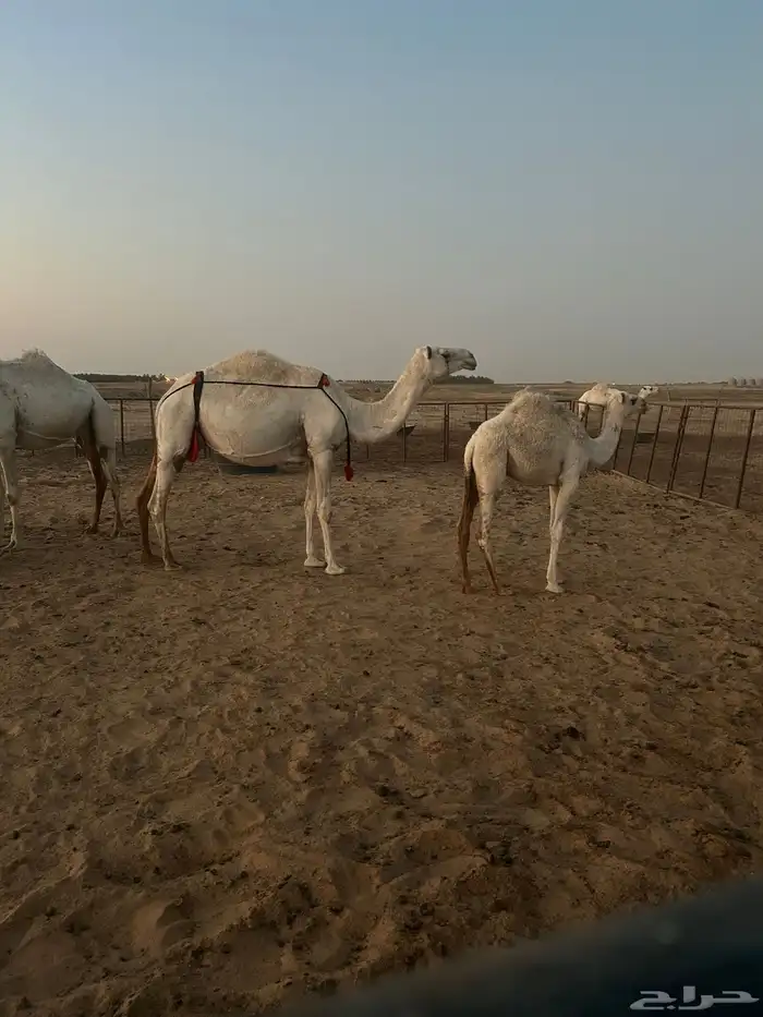 ناقه عشراء تحتها بكره رمانيه 0