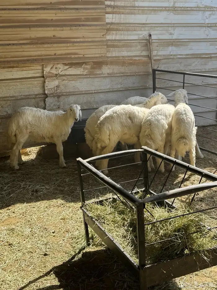 ذبايح طليان حرية 0