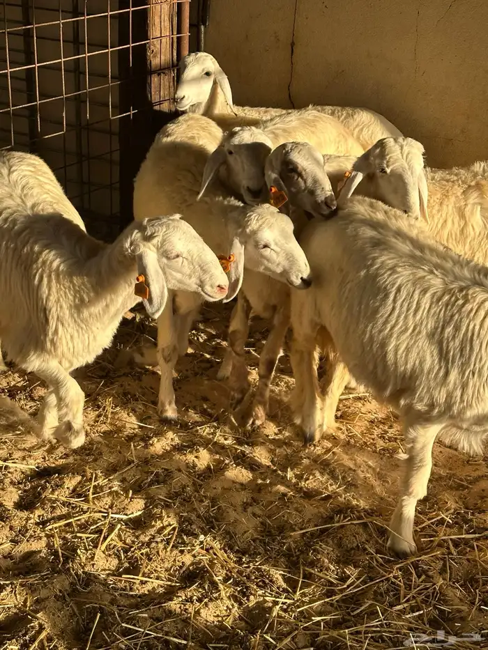 رخال حريات للبيع 8