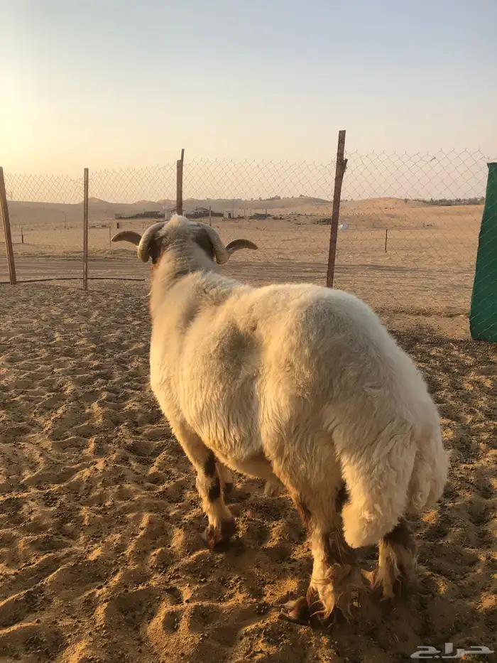 فحل نعيم صنف 3