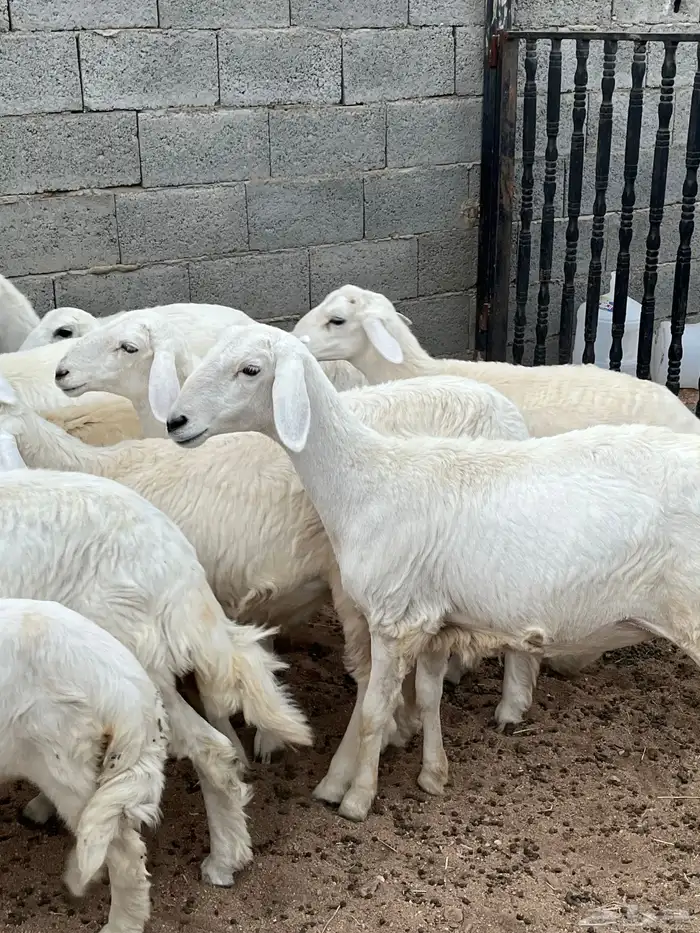 رخال صنف تم البيع 0