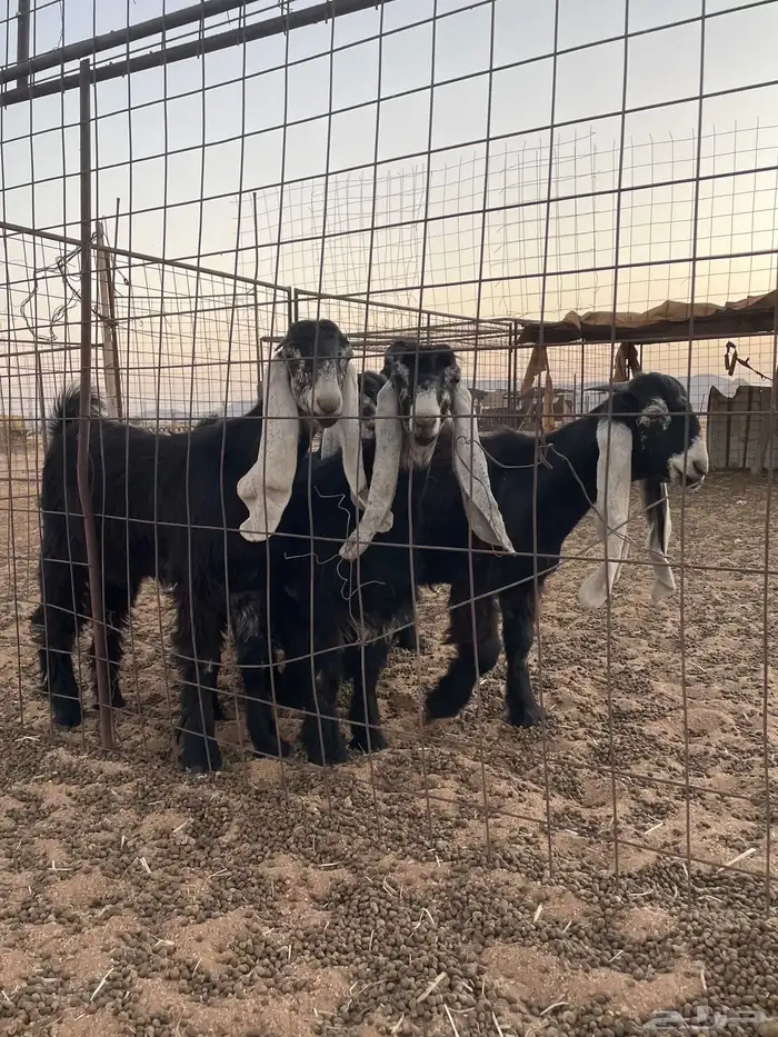 جفرات عوارض 1