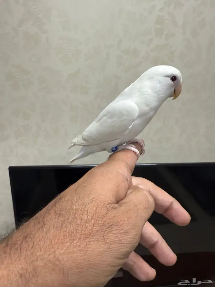 روز البينو اليف للبيع 0