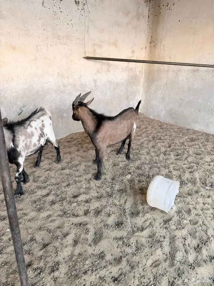 تيوس قزمية 3