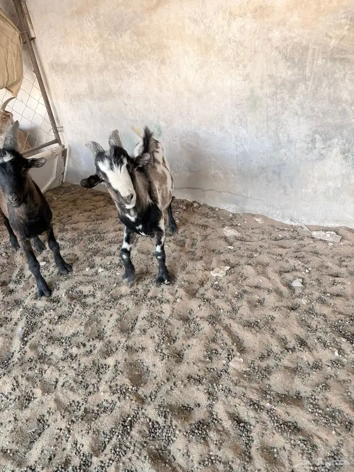 تيوس قزمية 5