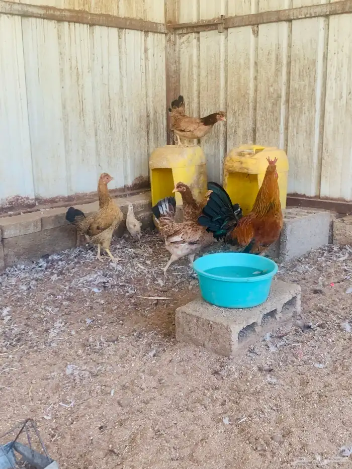 ديك واربع دجاج افرق مقبع 5