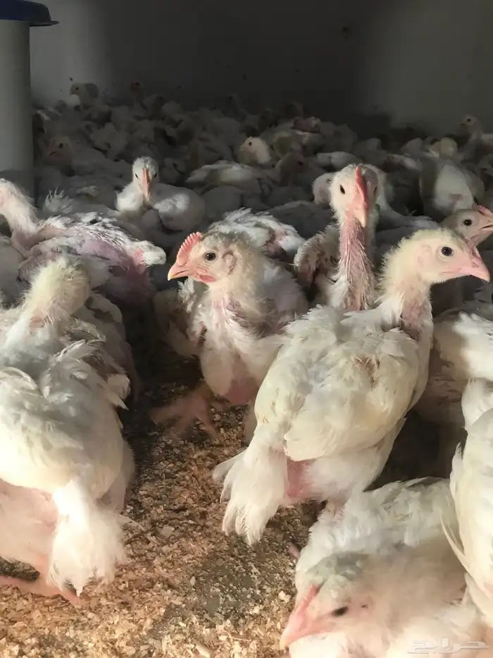 صوص دجاج لاحم 1