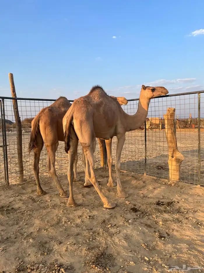 نياق مبيوعه عيالها 24