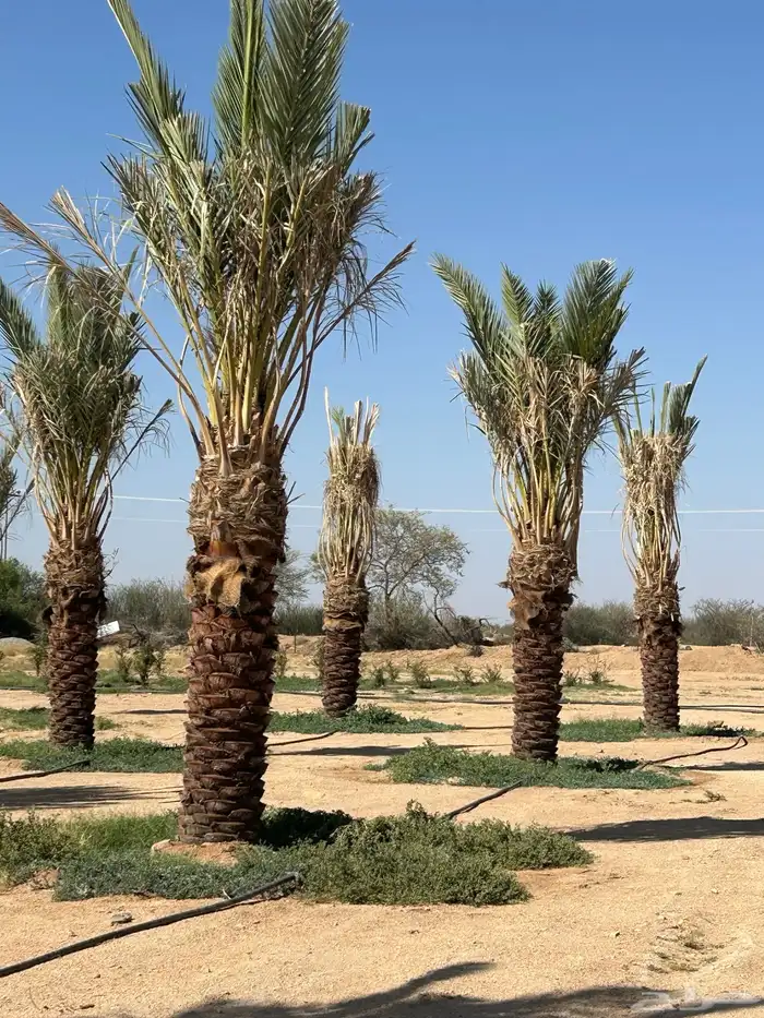 للبيع نخل صفري 2