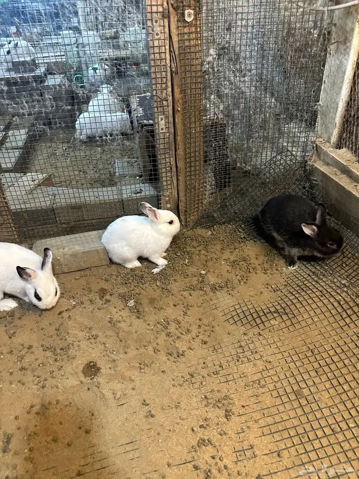 ارانب قزم عمرها 3 شهور 0