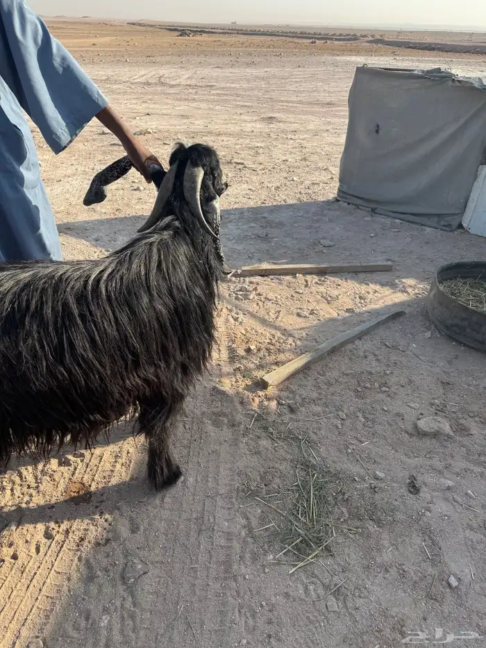 تيس فحل عارضي شرط القريع 11